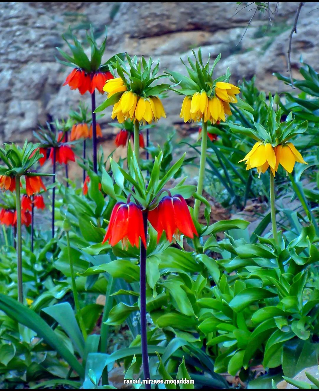 دشت لاله های واژگون گوهرنگ