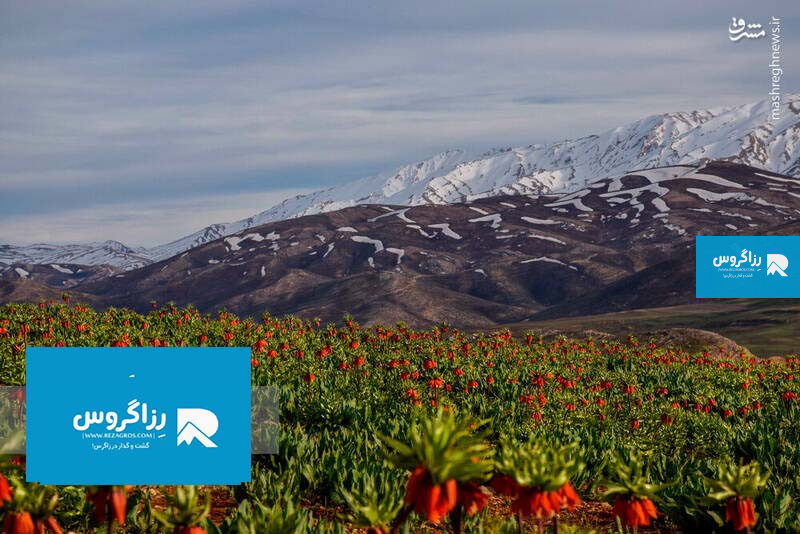 شرکت گردشگری رفتینگ رزاگرس