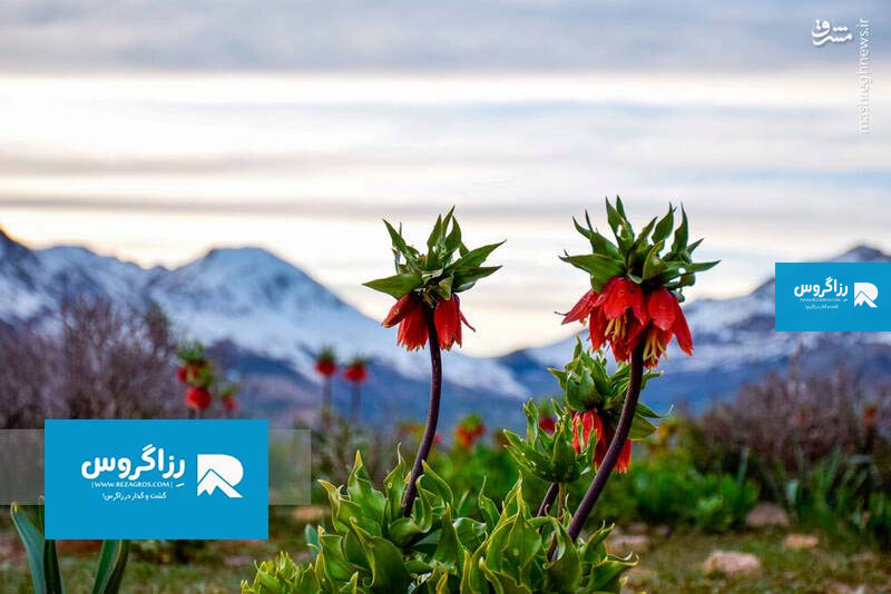 دشت لاله های واژگون گوهرنگ