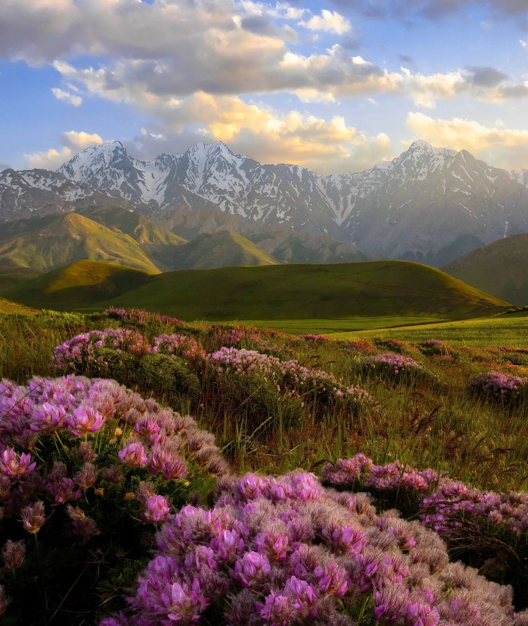 پوشش گیاهی اشترانکوه