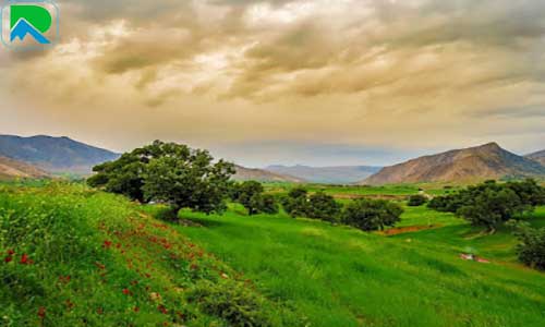 تصویر دشت سوسن در بهار
