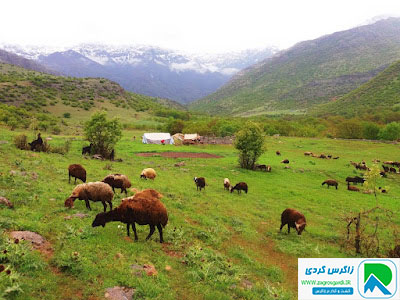 تصویر حیوانات در طبیعت لرستان