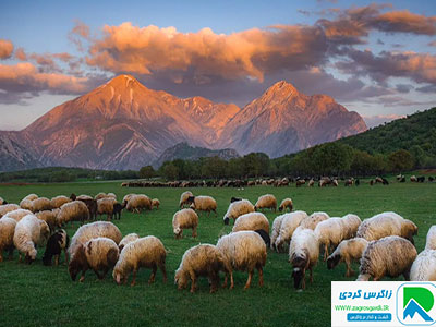 چرای گوسفندان در طبیعت لرستان