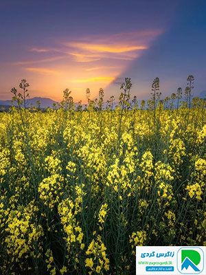 طبیعت بکر لرستان