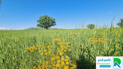 طبیعت دزپارت
