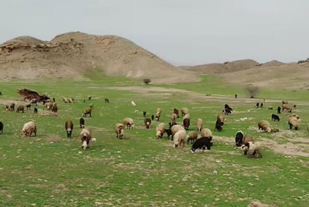 بازدید از مناظر بکر طبیعی