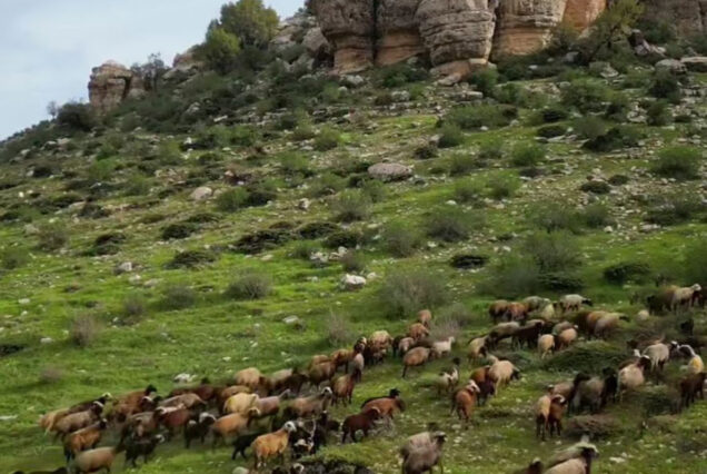 بازدید ترکیب سبزه و کوه در دل زاگرس با تور عشایری